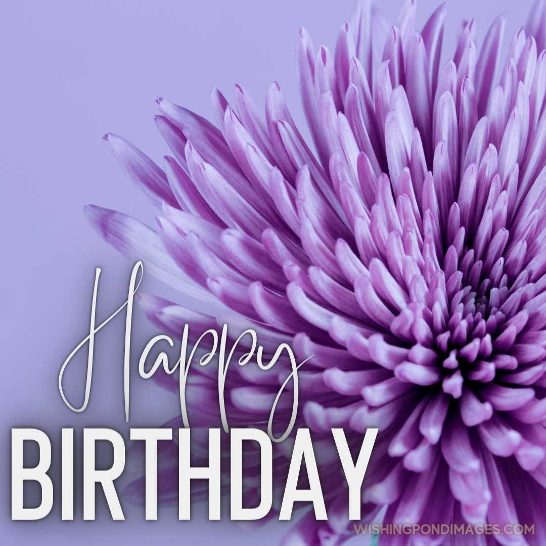 A beautiful close-up image of a Chrysanthemum flower on light purple background. Happy Birthday Purp
